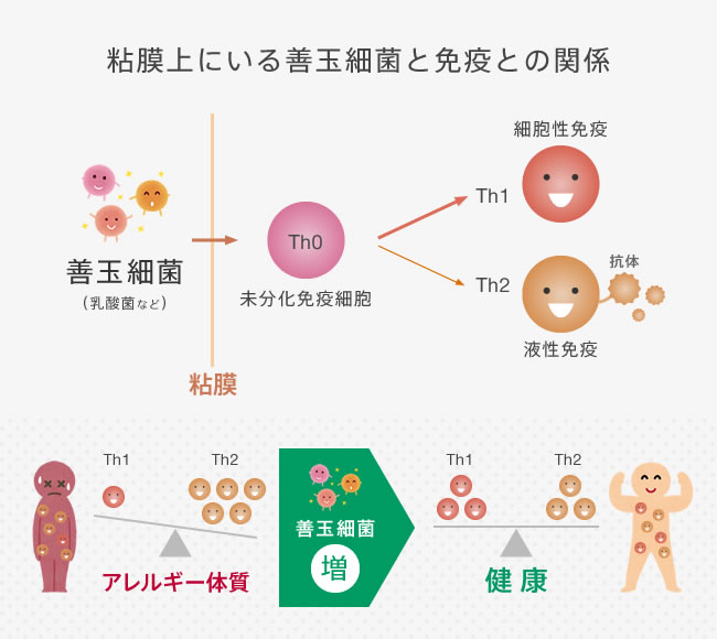 粘膜上にいる善玉細菌と免疫との関係