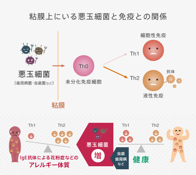 粘膜上にいる悪玉細菌と免疫との関係