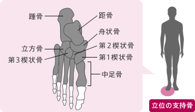 立位の支持骨