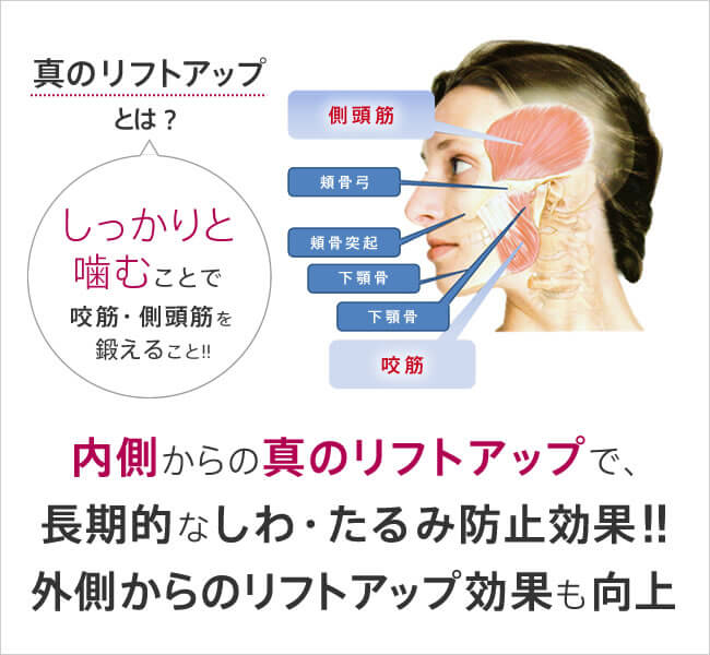 真のリフトアップとは?しっかりと噛むことで咬筋・側頭筋を鍛えること!!