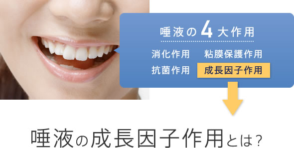 唾液の成長因子作用とは?