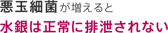 悪玉細菌が増えると水銀は正常に排泄されない