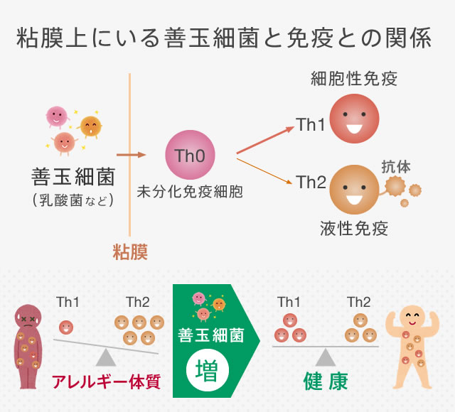 粘膜上にいる善玉細菌と免疫との関係