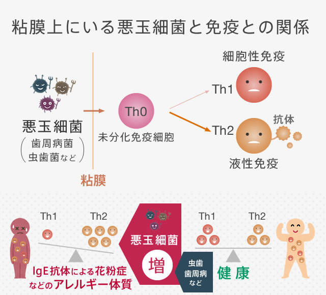 粘膜上にいる悪玉細菌と免疫との関係