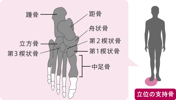 立位の支持骨