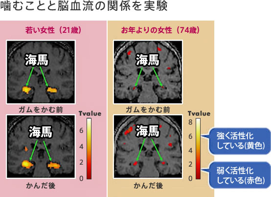 噛むことと脳血流の関係を実験